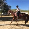 abby_equestrian
